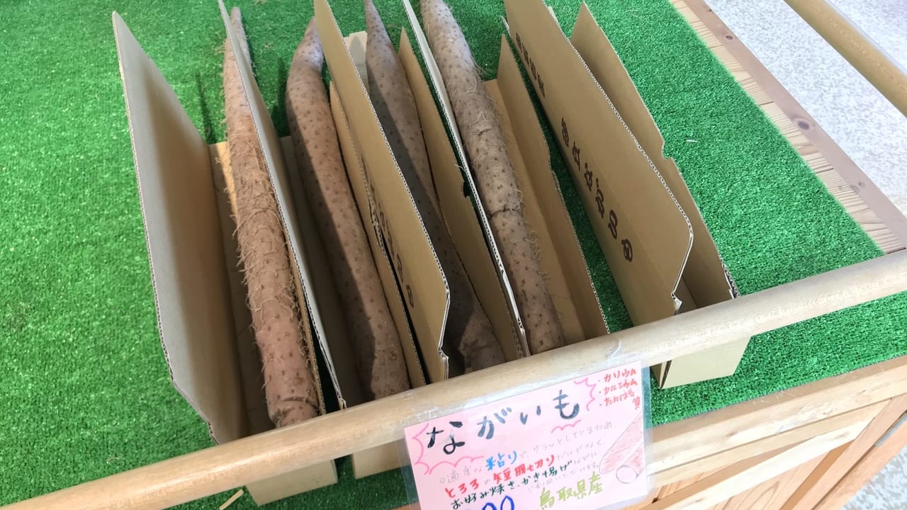 鳥取砂丘のお土産で売られている砂丘ながいも