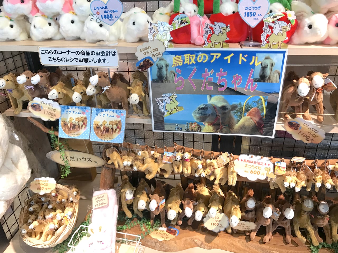 鳥取市 鳥取のアイドル らくだちゃん のライド体験できます お土産もヨロシクね 号外net 鳥取市 東部地域