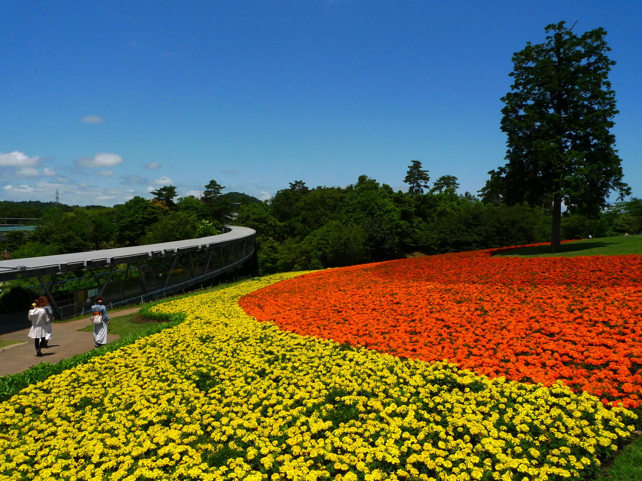 とっとり花回廊のカラフルな花