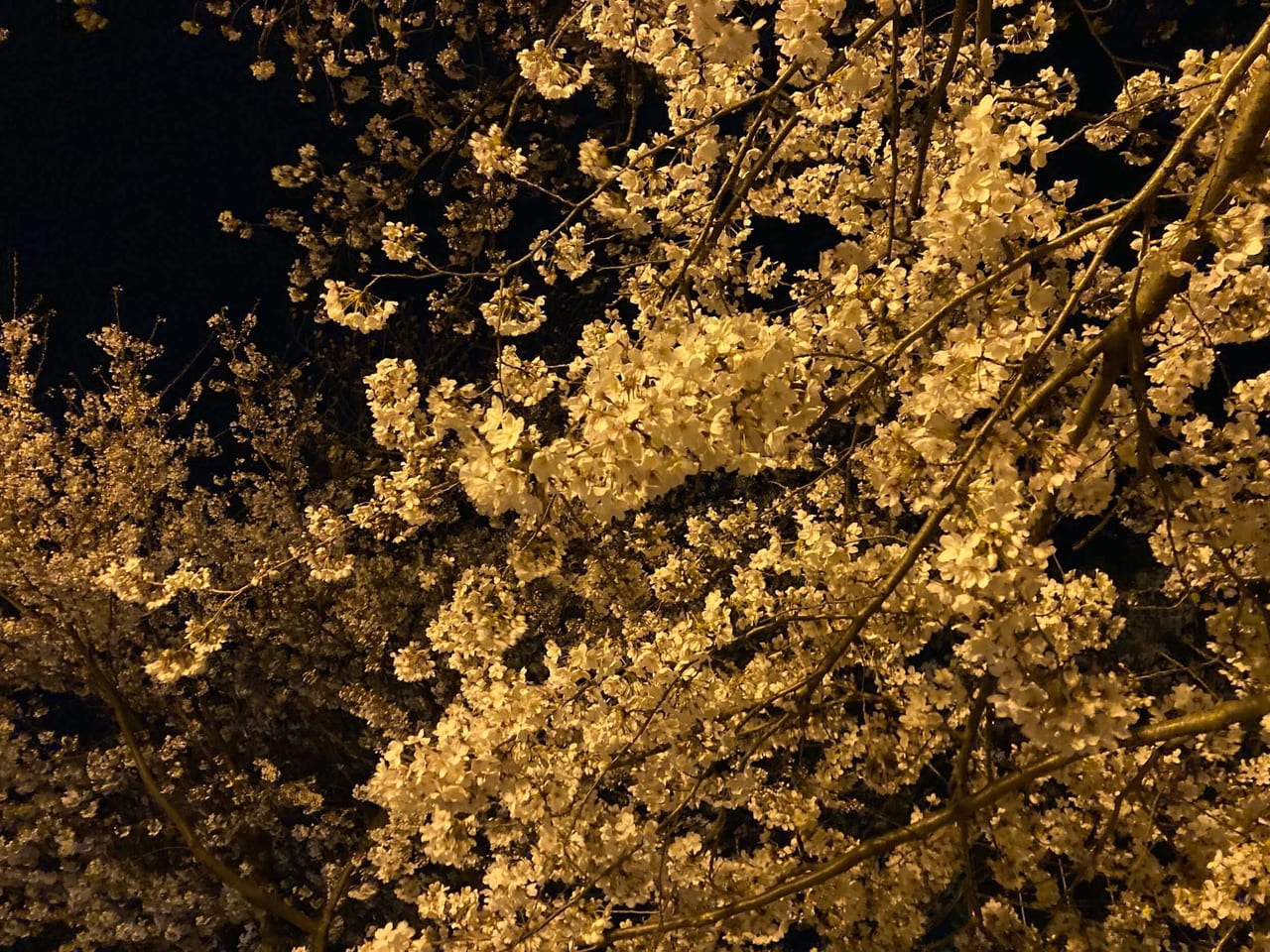 久松公園の桜