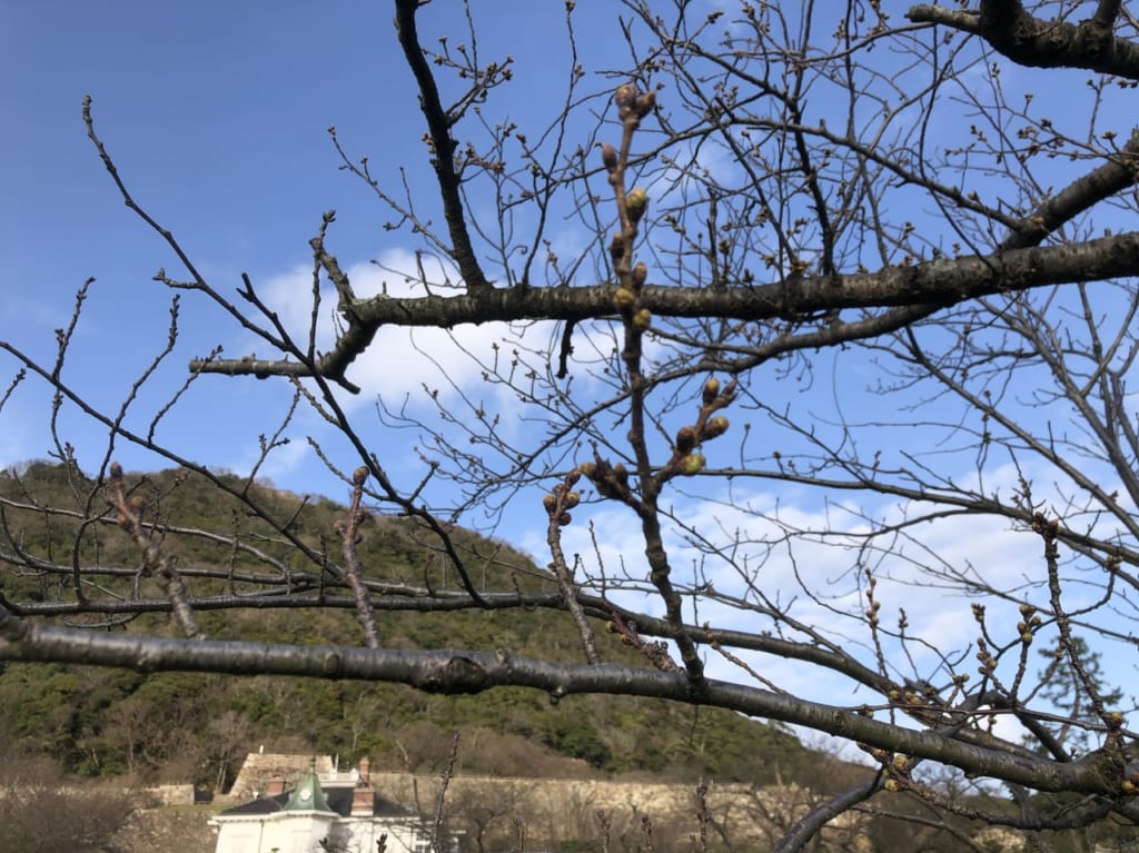 久松公園桜の蕾2022年3月20日