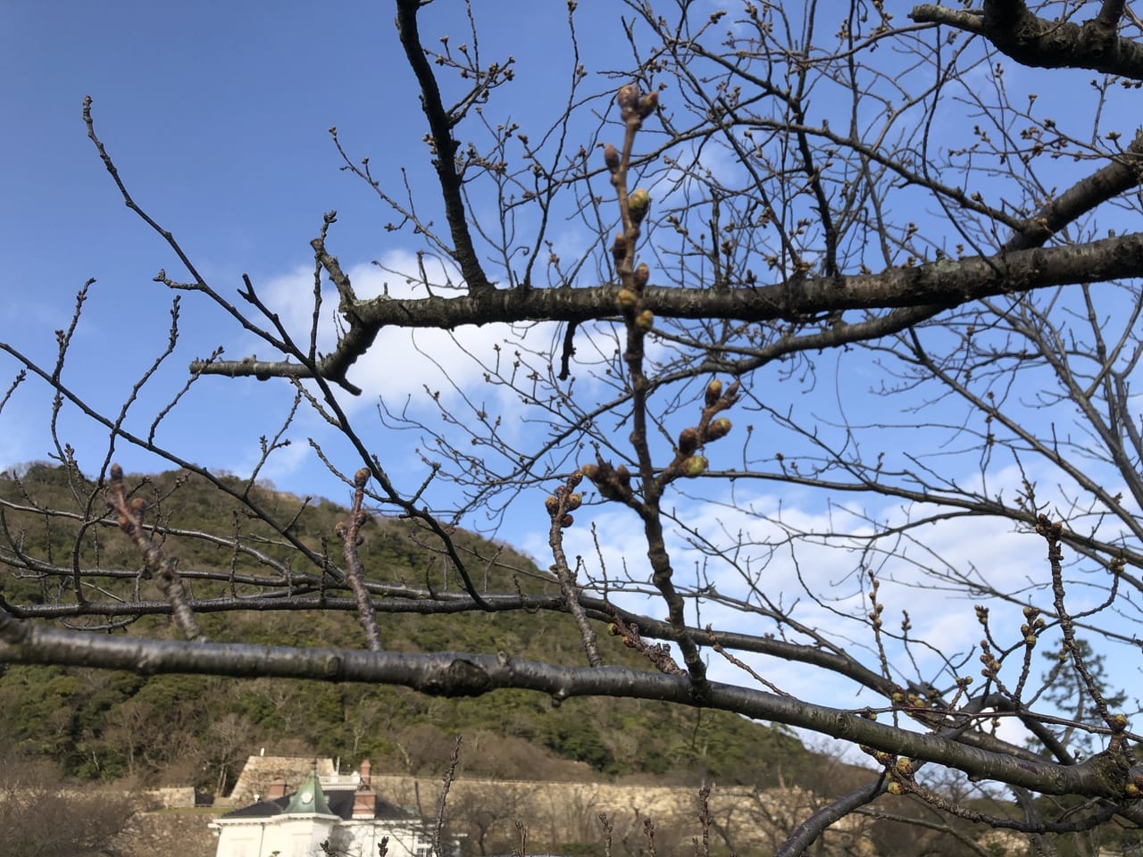 久松公園桜の蕾2022年3月20日